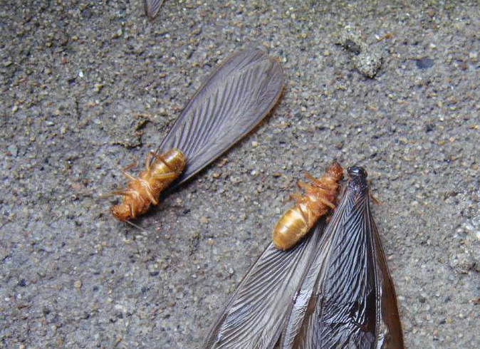 黑翅土白蚁触角类型图片